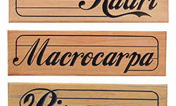 kauri macrocarpa and pine wood examples