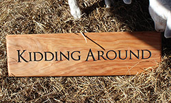 500 x 140 macrocarpa sign "kidding around" with goat kids in the stall